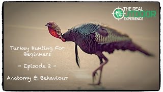 Turkey Anatomy \u0026 Behaviour -  Turkey Hunting for Beginners - Ep.2