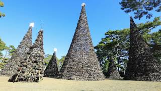 【郷土アイ】香川・松ぼっくりツリー