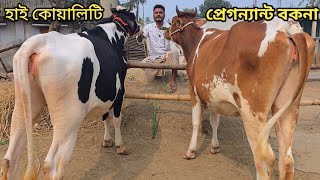 ২টি হাই কোয়ালিটি প্রেগন্যান্ট বকনার ধামাকা কালেকশন ও দাম