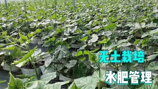 无土栽培定植后，浇灌清水还是营养液？要根据缓苗情况定