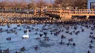 白鳥餌やりタイム！？カモやんwー新潟県瓢湖