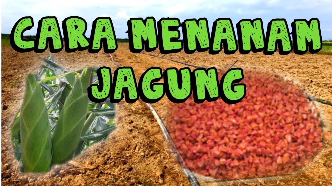 Tips & Cara Menanam Jagung Manis - YouTube