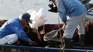 ゴン太のバードウオッチング　モモイロペリカンのカンタ君魚をもらう