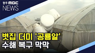 공룡알 때문에 복구 작업 지연 속타는 농심 (뉴스데스크 2020.8.14)