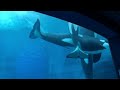 名古屋港水族館のお茶目なシャチ アースとリン killer whale in the port of nagoya public aquarium