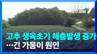 [여기는 안동] 고추 생육초기 해충발생 증가…긴 가뭄이 원인 / KBS  2022.06.16.