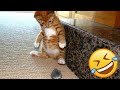 🤣🤣Funniest Cat Videos 😆Try Not To Laugh Dogs 🐱🐶