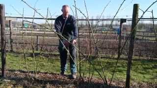 Kleinfruit struiken snoeien