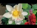 រៀនរស់ដូចផ្កាឈូក learn to live like a shower.