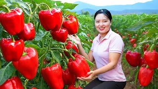 Harvesting Fresh Bell Peppers Hybrid Rose Apple Go To The Market Sell | Harvesting Farm Produce