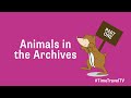 Time Travel TV: Animals in the Archives (Part One)