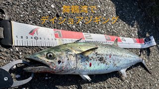 ショアジギング  久々の舞鶴湾　サゴシいただきました