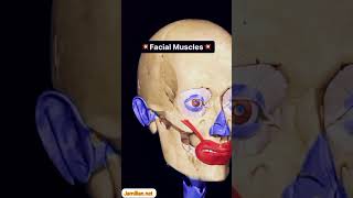 Facial muscles, Expression Muscles