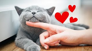The Secret to Feline Affection: One Thing to Make Your Cat Love You