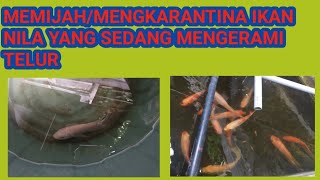 MEMIJAH/ MEMISAHKAN INDUKAN IKAN NILA YANG SEDANG BERTELUR/MENGERAM