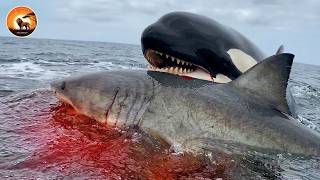 Orca's Most Ruthless Attacks on the Ocean's Deadliest Predators | Wild Animals