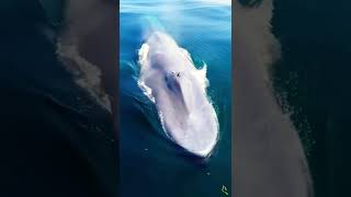 The Biggest Blue Whale 🐳 with natural sound // blue whale sounds . #bluewhales #animal .