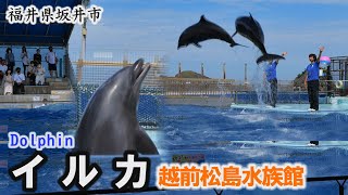 越前松島水族館「イルカ」～坂井市【動画紀行・福井県】Dolphin ECHIZEN MATSUSHIMA AQUARIUM