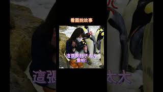 企鵝也懂拍照?!  #meme #梗圖 #迷因 #搞笑#拍照 #企鵝 #penguin  #笑話 #shorts