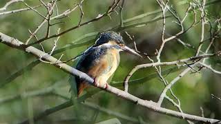 【野鳥】カワセミ　Kingfisher【birdwatching】