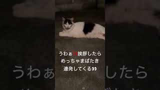 夜も玄関前でニャルソックする野良猫警備員🚔🐱葵ちゃん