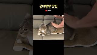 궁디팡팡 남집사 손이 아주 찰지다냥 #shorts