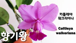 카틀레야 워크리아나, 향기최고 카틀레야 키우기. Cattleya walkeriana!!