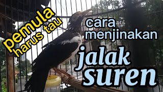 Cara menjinakkan jalak suren khusus pemula