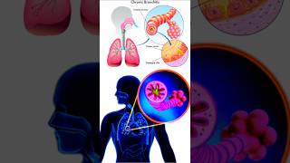 Learn About Chronic Bronchitis | #medical #animation #3d #short | BiologywithAliya