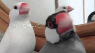 文鳥動画 Java sparrow 文鳥アルゴリズム体操