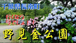 千葉県長南町「野見金公園」今がアジサイの見ごろ♪ 行くなら今でしょ(^^)/ 6/19撮影