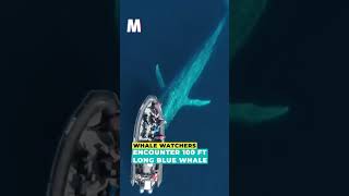 VIRAL NEWS: Whale Watchers Encounter 100-Ft-Long Blue Whale