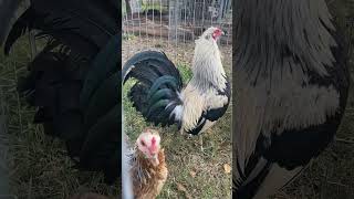 Richard Bates Greys pair   (Gamefowl Supreme)