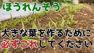 【ほうれんそう】大きな葉をつくるために必ずやるべきこと