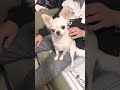 【チワワのミエル】大好きなパパにくっつくミエルさん🐶 チワワとの暮らし チワワ動画 chihuahua 犬のいる暮らし パパ大好き ミエル