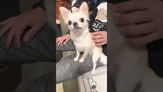 【チワワのミエル】大好きなパパにくっつくミエルさん🐶#チワワとの暮らし #チワワ動画 #chihuahua #犬のいる暮らし #パパ大好き #ミエル