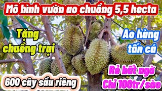 Nhà + Vườn + Ao + Chuồng. 600 cây sầu riêng thu chính và nhiều loại trái cây. Siêu rẻ.. 100tr/sào.