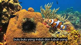 IKAN DAN LANDAK LAUT ,fakta tersembunyi tentang persahabatan ikan dan landak laut