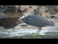 野鳥撮影・ クロサギ　eastern reef heron 2