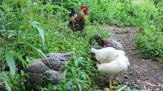 【鶏日記】リラックス動画#coq #hens #poules #にわとり #にわとりこ #鶏 #ニワトリ #雄鶏 #鶏日記 #リラックス #副交感神経 #デトックス #relaxing #relax