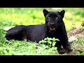 wildlife the fascinating world of wild animals full series free documentary nature