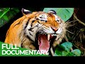Wildlife - The Fascinating World of Wild Animals | Full Series | Free Documentary Nature