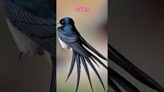 鳥の雑学(つばめ) #shorts #鳥 #つばめ #雑学