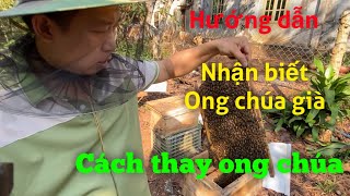 Nhận biết ong bị bệnh và chúa già, cách thay ong chúa