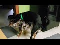 my dogs are gay documentary