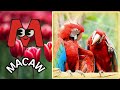 birds alphabet song for kids birds abc song phonics for kids alphabet letters baby