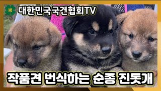 작품견 번식하는 순종 진돗개 | 대한민국국견협회TV