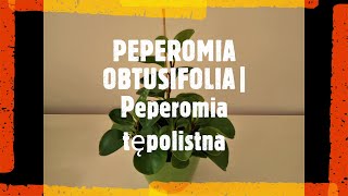 Peperomia OBTUSIFOLIA | Peperomia tępolistna💚