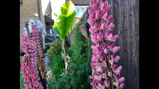 UK Garden 2021 | Lupin എല്ലാ വർഷവും ചെടി വെക്കാൻ സമയവും കാശും മുടക്കാതെ garden ഭംഗി ആക്കാൻ ഒരു tip.