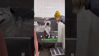 Funny Dog Shampoo Prank 🐶 #shorts